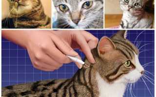 Стоит ли тревожиться если кошка постоянно вылизывается?