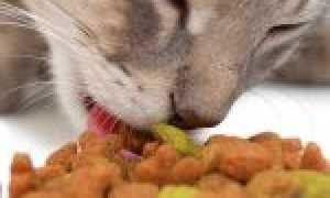Причины, по которым коты перестают есть сухой корм