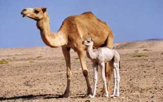 Двугорбый верблюд или бактриан (лат. Camelus bactrianus)