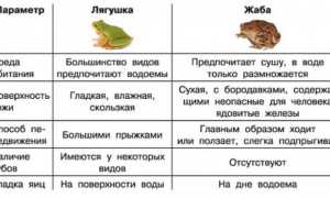 Чем питаются лягушки: хищные они или травоядные?