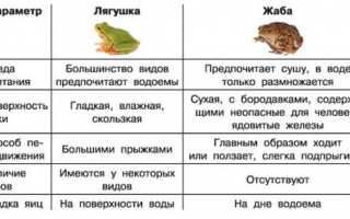 Чем питаются лягушки: хищные они или травоядные?