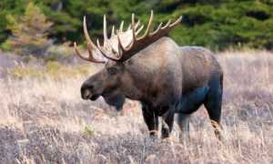 Лось или сохатый (лат. Alces alces)