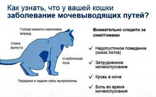 Идиопатический цистит кошек: симптомы, лечение, профилактика