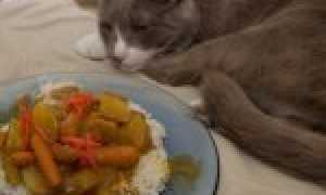 Кот плохо ест и постоянно спит, вялый: норма или патология, причина, что делать, когда нужна помощь