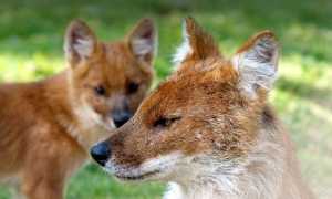 Рыжий волк / Red wolf / Canis lupus rufus  