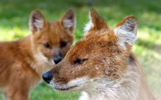 Рыжий волк / Red wolf / Canis lupus rufus  