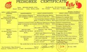 Читаем родословную котов и собак – о чем написано в шапке