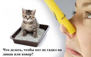 Как отучить кошку гадить в неположенном месте: народные средства, полезные советы, препараты, отзывы