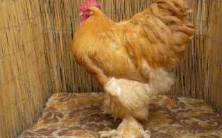 Кохинхины куры. Описание породы, фото, уход за ними