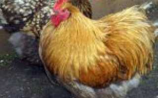 Орпингтоны куры. Описание породы, фото фарфоровый, палевые, содержание
