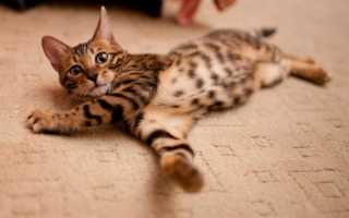 10 самых умных пород домашних кошек