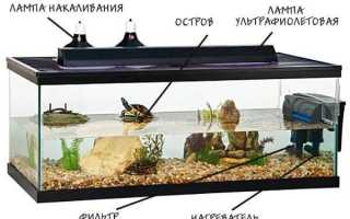 Куда отдать красноухую черепаху в москве