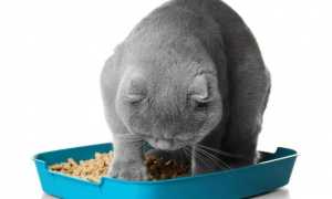 Недержание мочи у кота: что делать в домашних условиях
