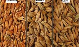 Чем нельзя кормить кроликов, список запрещенных продуктов