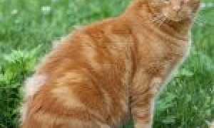 Кошка сильно линяет? Причины и рекомендации