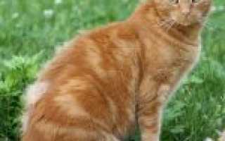 Кошка сильно линяет? Причины и рекомендации