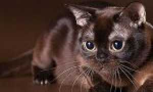 Все о британских кошках и котах