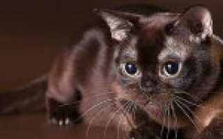 Все о британских кошках и котах