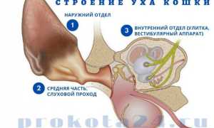 Строение ушей кошки: анатомия, уход, заболевания