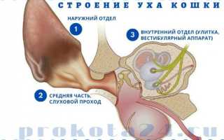 Строение ушей кошки: анатомия, уход, заболевания