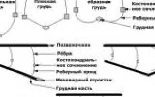 Синдром плоской грудной клетки у котенка