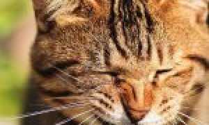 Кот чихает насморк слезятся глаза