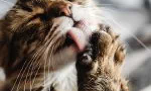 Как отучить кота от сосательного рефлекса – что можно и что нельзя делать?