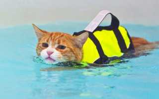 Как правильно купать котенка первый раз, чтобы он не боялся воды