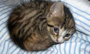 Можно ли стричь кошкам (и котам) усы?