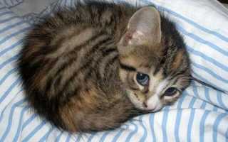 Можно ли стричь кошкам (и котам) усы?